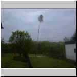 01Baum1.jpg