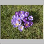 05krokus0.jpg
