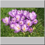 07krokus1.jpg