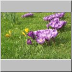 08krokus2.jpg